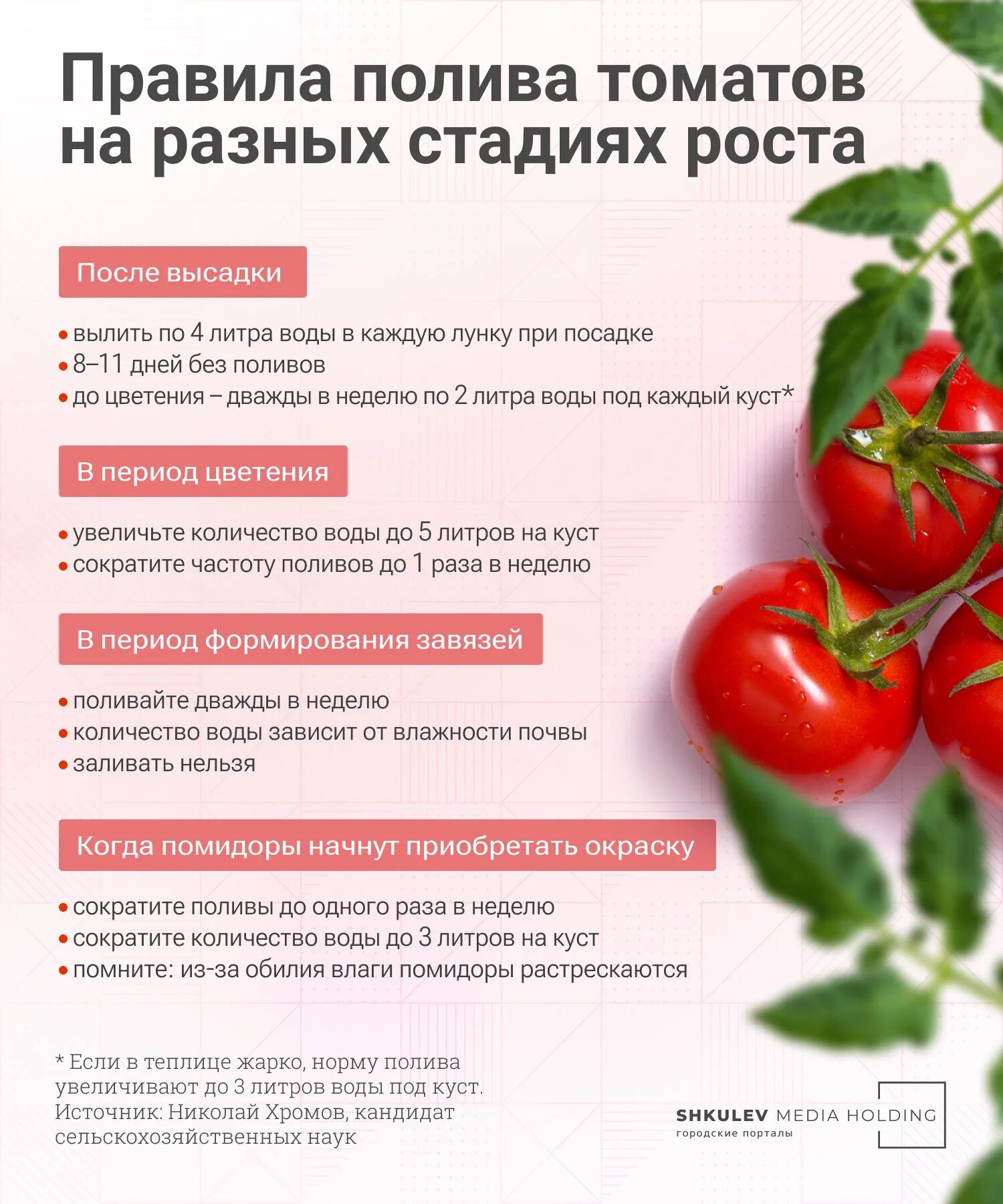 Сколько нужно поливать помидоры. Поливаем помидоры. Удобрение для томатов в теплице. Полив помидор в теплице. Поливка томатов.