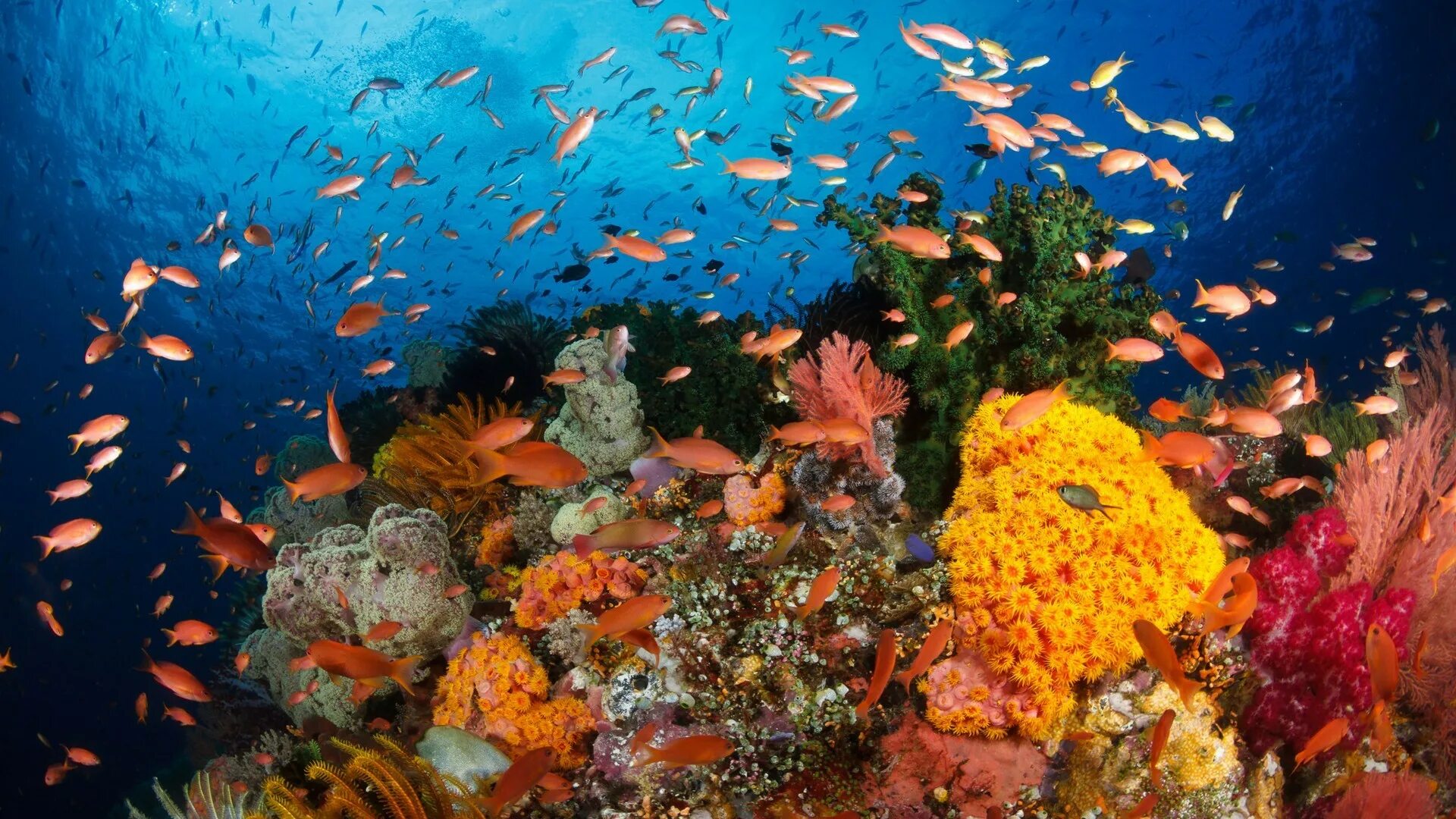 Great barrier reef corals. Раджа Ампат кораллы. Большой Барьерный риф подводный мир. Коралловые рифы острова Раджа-Ампат. Раджа Ампат подводный мир.