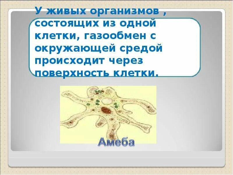 Газообмен происходит через. Газообмен осуществляется через всю поверхность клетки. Газообмен между зародышем и окружающей средой происходит через. Связь клетки с окружающей средой осуществляется через.