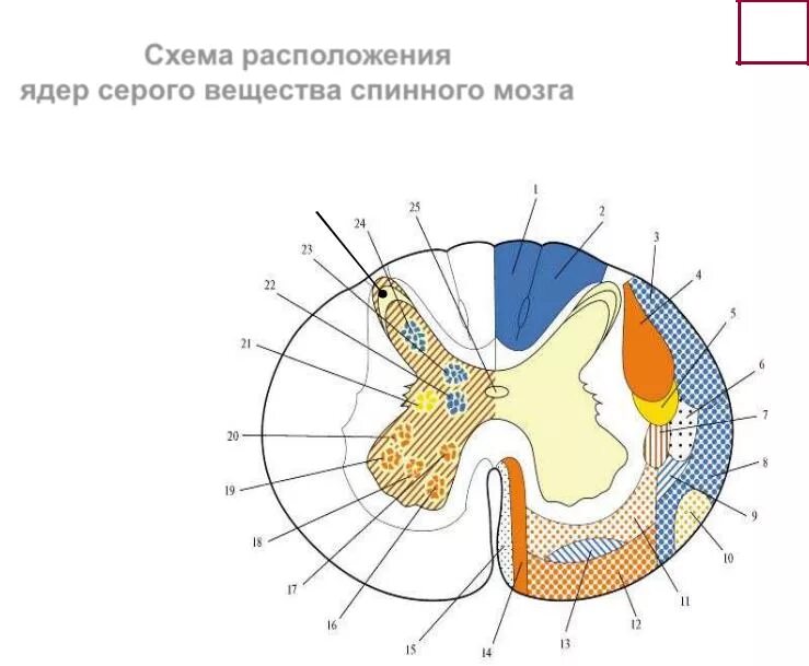 Центральное ядро спинного мозга. Ядра серого вещества спинного мозга. Строение белого вещества спинного мозга схема. Схема строения спинного мозга серое вещество. Белое вещество спинного мозга анатомия.