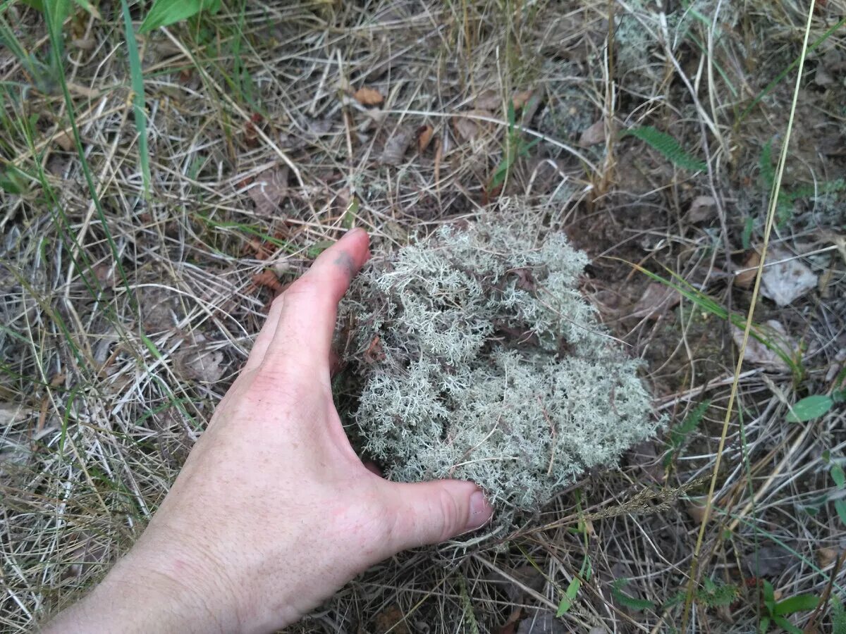 Чипсы из мха. Ягель чипсы. Чипсы из ягеля. Ягель чипсы Мурманск.