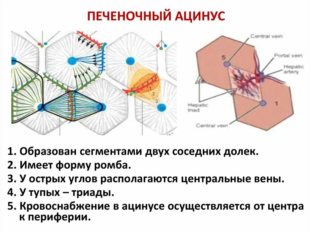 Портальная долька и ацинус печени. Портальная долька печени гистология. Триада печеночной дольки. Портальный ацинус. Портальный ацинус.