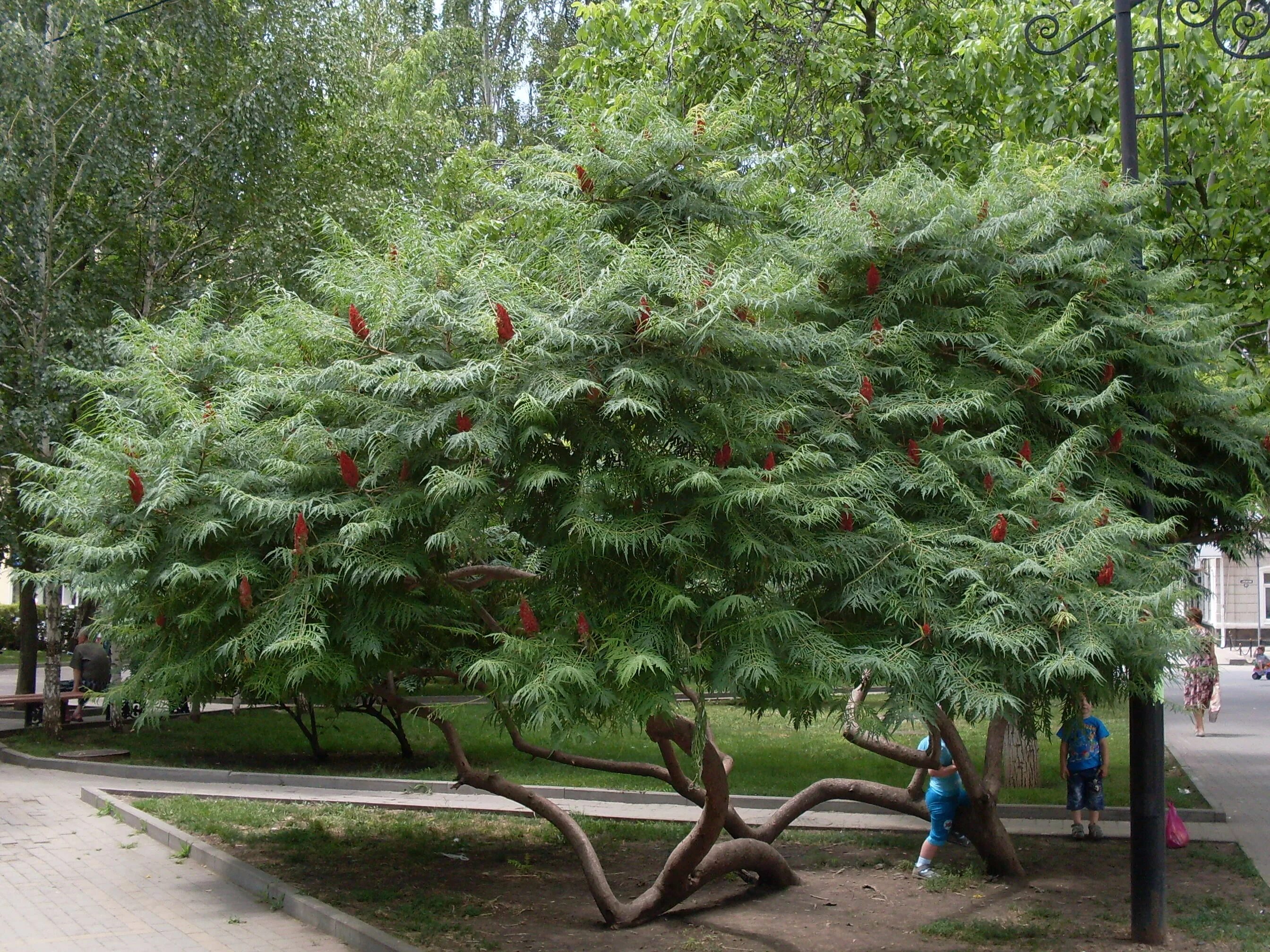 Сумах пушистый оленерогий. Что сейчас происходит сумах. Сумах уксусное дерево зимой. Что сейчас происходи в киеве. Сумах оленерогий уксусное дерево.