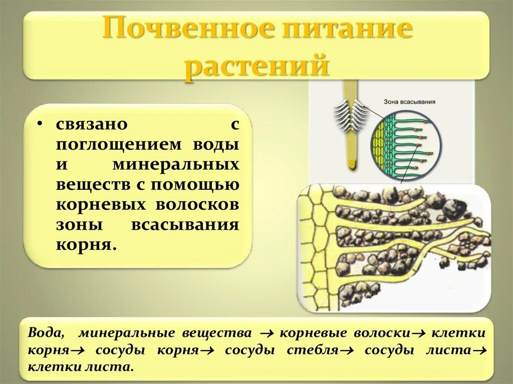 Вода поступает в корень через. Минеральное питание растений корни. Минеральное питание корневые волоски. Почвенное питание растений. Минеральное почвенное питание растений.