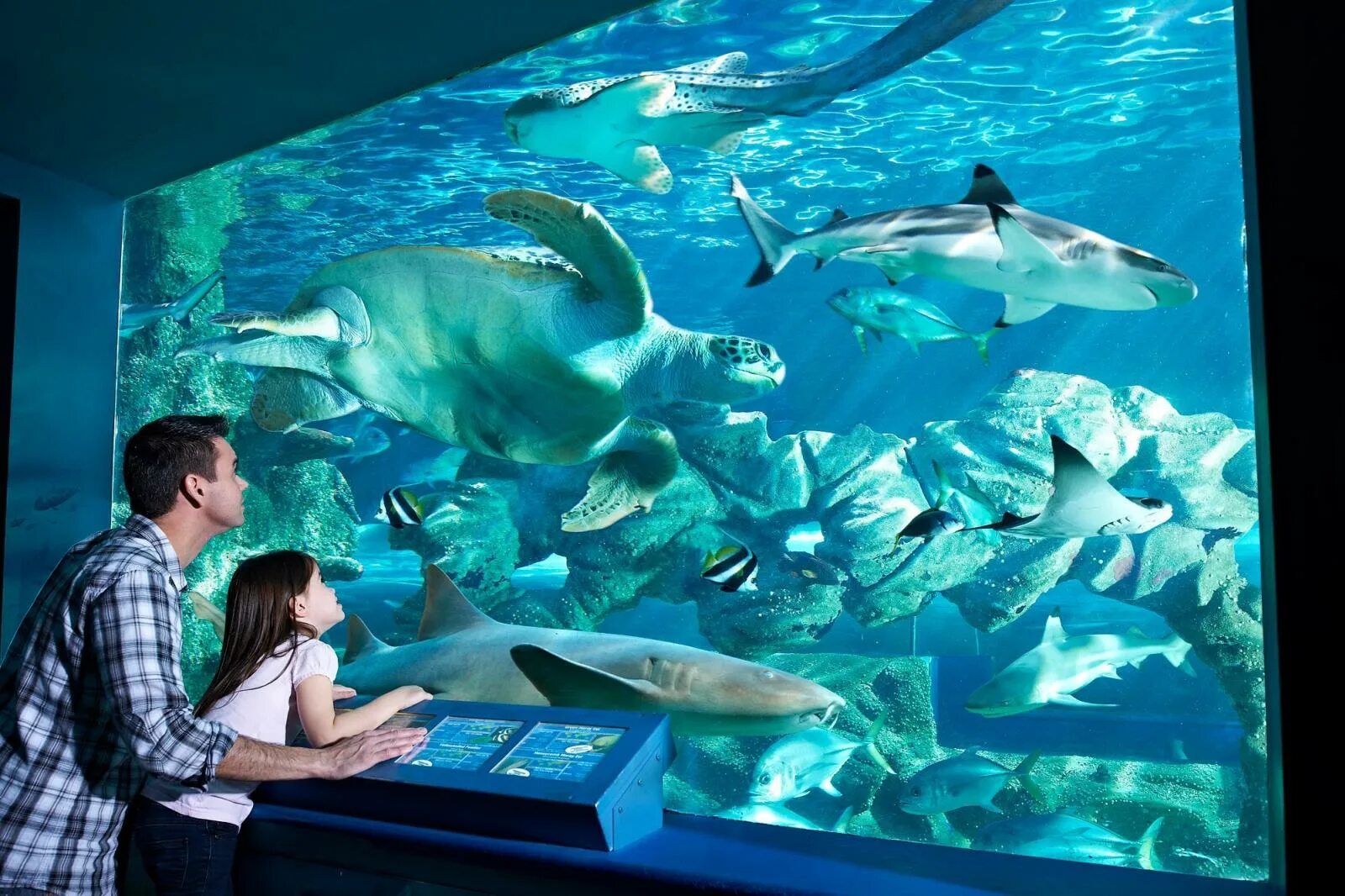 Bournemouth Oceanarium. Океанариум Киров. Дети в океанариуме. Океанариум Москва.