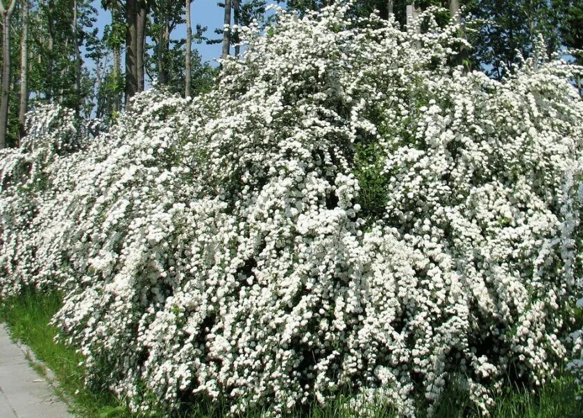 Спирея ниппонская фото. Спирея ниппонская. Спирея ниппонская Snowmound. Спирея Джун Брайд. Спирея ниппонская Вайт карпет.