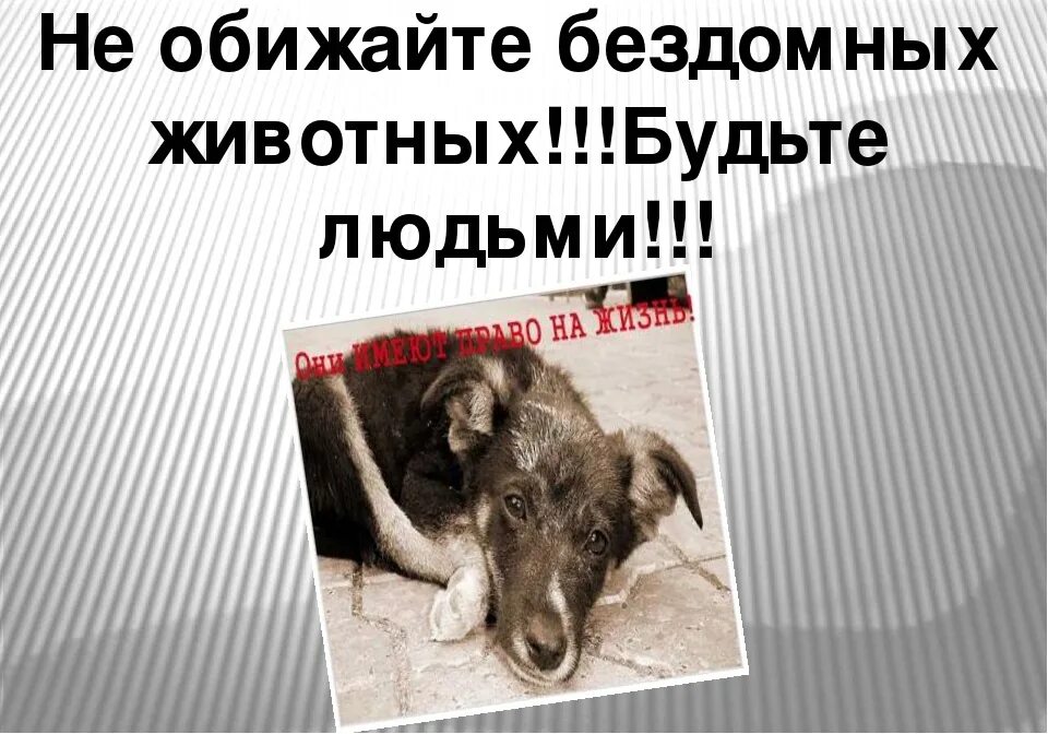 Бездомные собаки. Бездомные собаки. Плакат в защиту бездомных животных. Бездомные животные. Стерилизация кастрация бездомных животных.