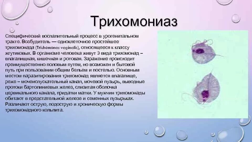 Возбудитель уретры. Нейссерии гонореи микробиология. Возбудитель уретры. Трихомонада микроскопия. Возбудитель уретры.