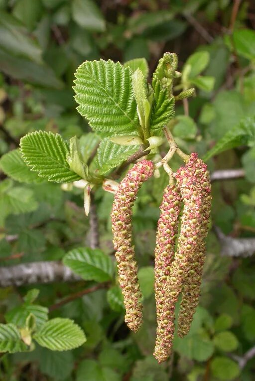 Ольха кустарниковая. Ольха черная (alnus glutinosa). Ольха цветет. Лещина обыкновенная соцветие. Ольховник кустарниковый.