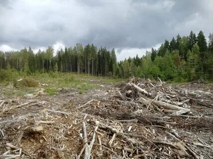 Открыли ли лесную
