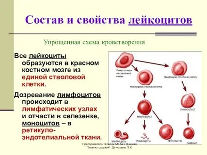 Кроветворную функцию выполняет красный костный