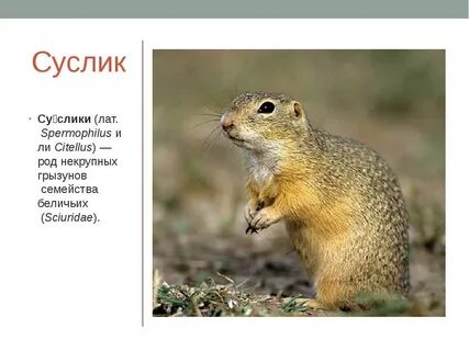 Животное степи сообщение 4