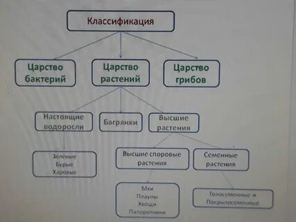 Для чего необходима систематика