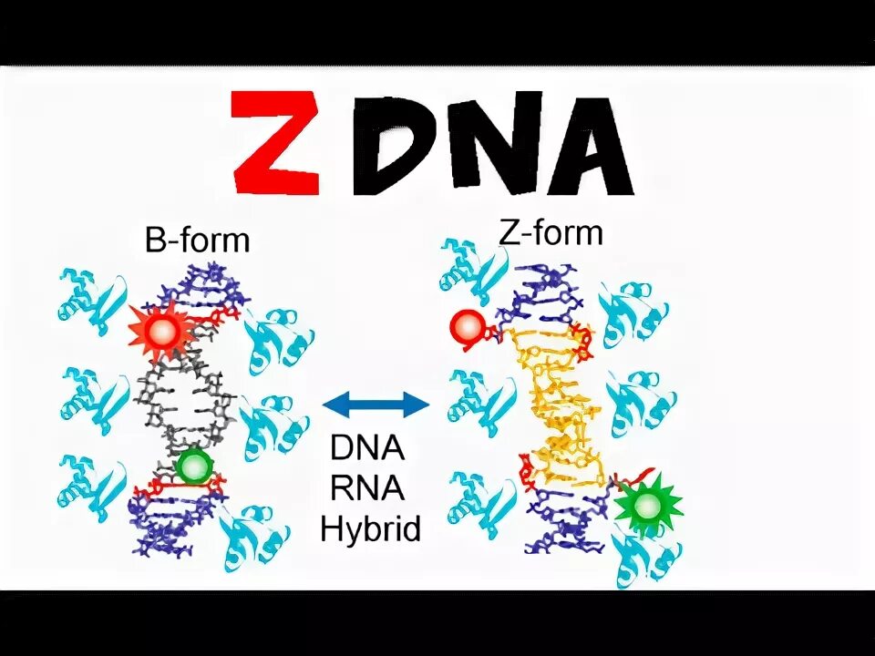 Z ДНК. Spectra circular d a-DNA B-DNA. Leaving DNA.