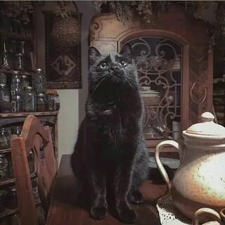 Ведьмин кот