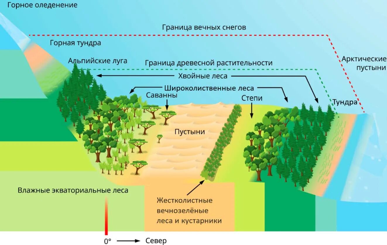 Высотная поясность и природный комплекс. Высотная географическая поясность. Природные зоны ВЫСОТНОЙ поясности. Зональность растительности. Природная зона это крупный участок