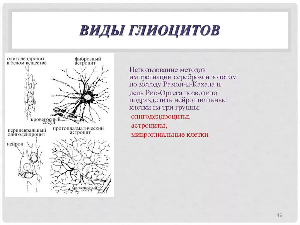 Клетки нейроглии гистология. Глиоциты нервной ткани. Классификация клеток глиоцитов. Классификация нейроглии.