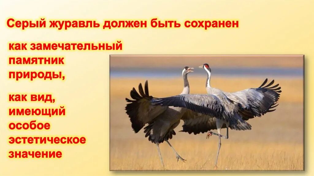 Журавль символ чего в россии. Журавли презентация для детей. Журавли для презентации. Всемирный день журавля. Тема для презентации Журавли.