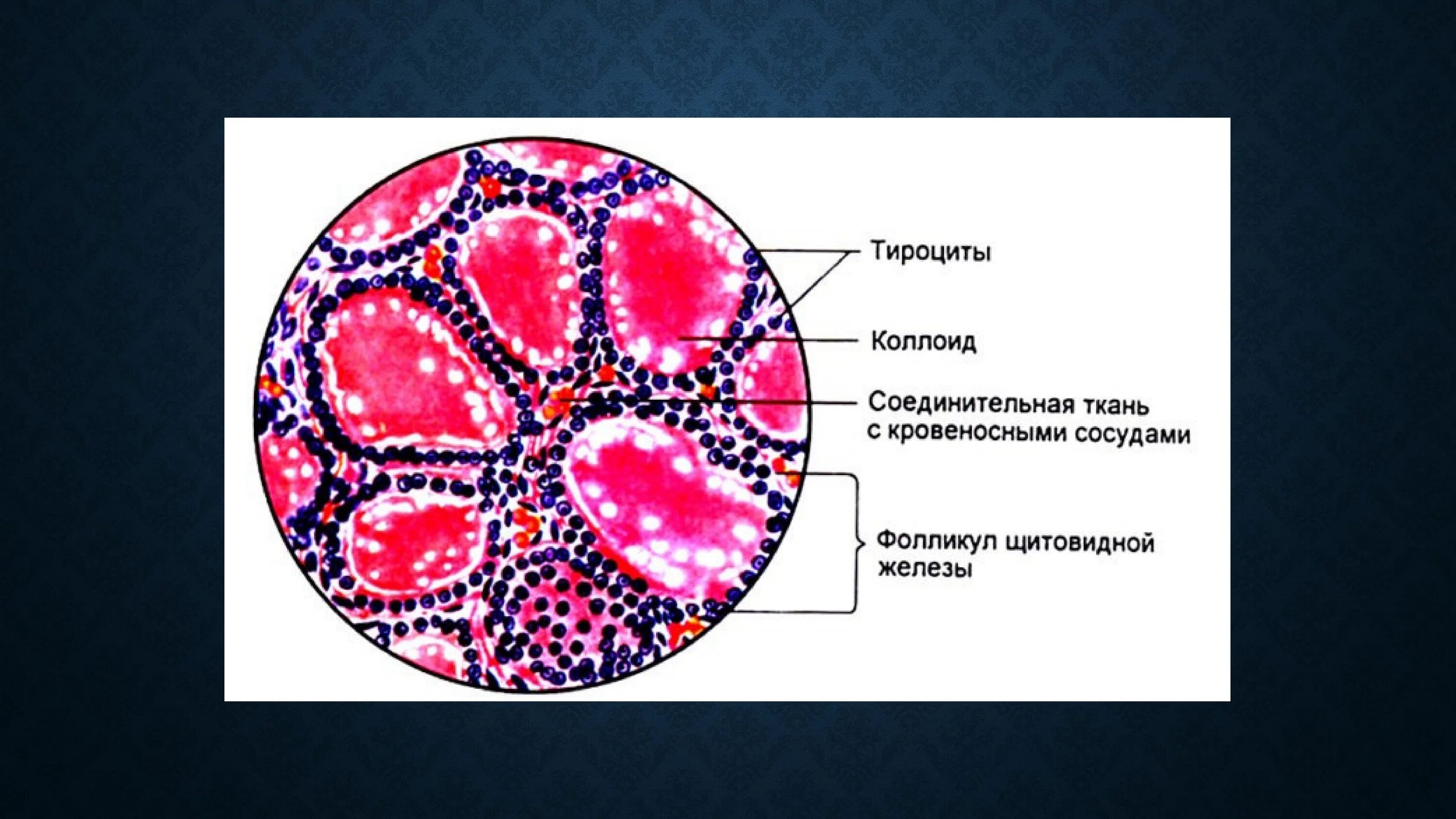 Фолликул щитовидной железы что это. Тироциты щитовидной железы строение. Щитовидная железа фолликул тироциты. Коллоид щитовидной железы. Тироциты щитовидной железы гистология.