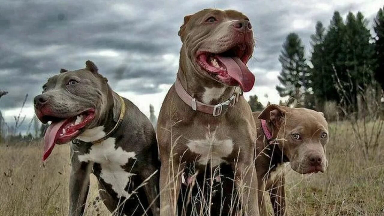 Pit bull terriers виды. Американский питбультерьер злой. Американский питбультерьер породы собак. Собака американский питбуль. Пит терьер питбультерьер.