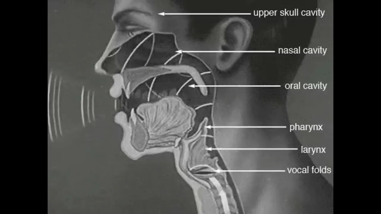 Нижние резонаторы. Голосовые резонаторы. Резонаторы голосового аппарата резонаторы. Голосовые резонаторы у человека. Головные резонаторы голосового аппарата.