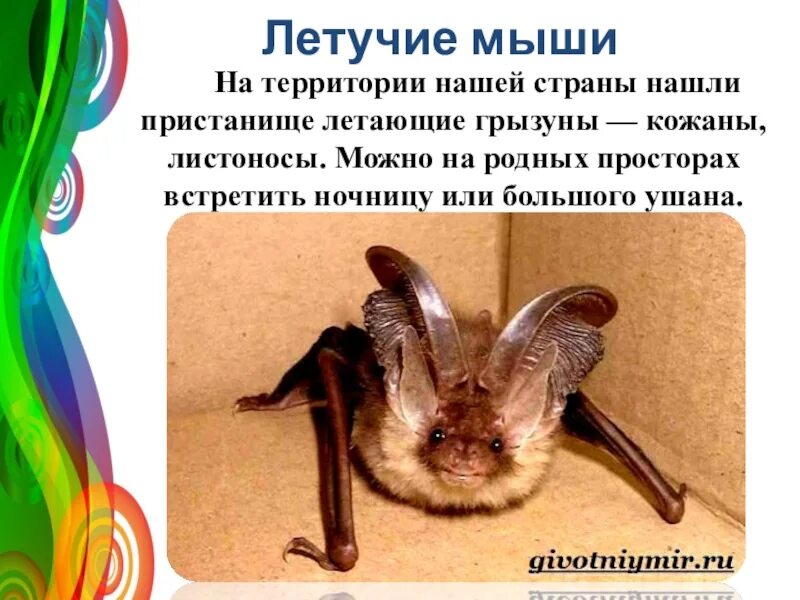 Летучая мышь презентация. Летучая мышь презентация. Летучая мышь презентация. Информация о летучих мышах. Летучая мышь презентация.