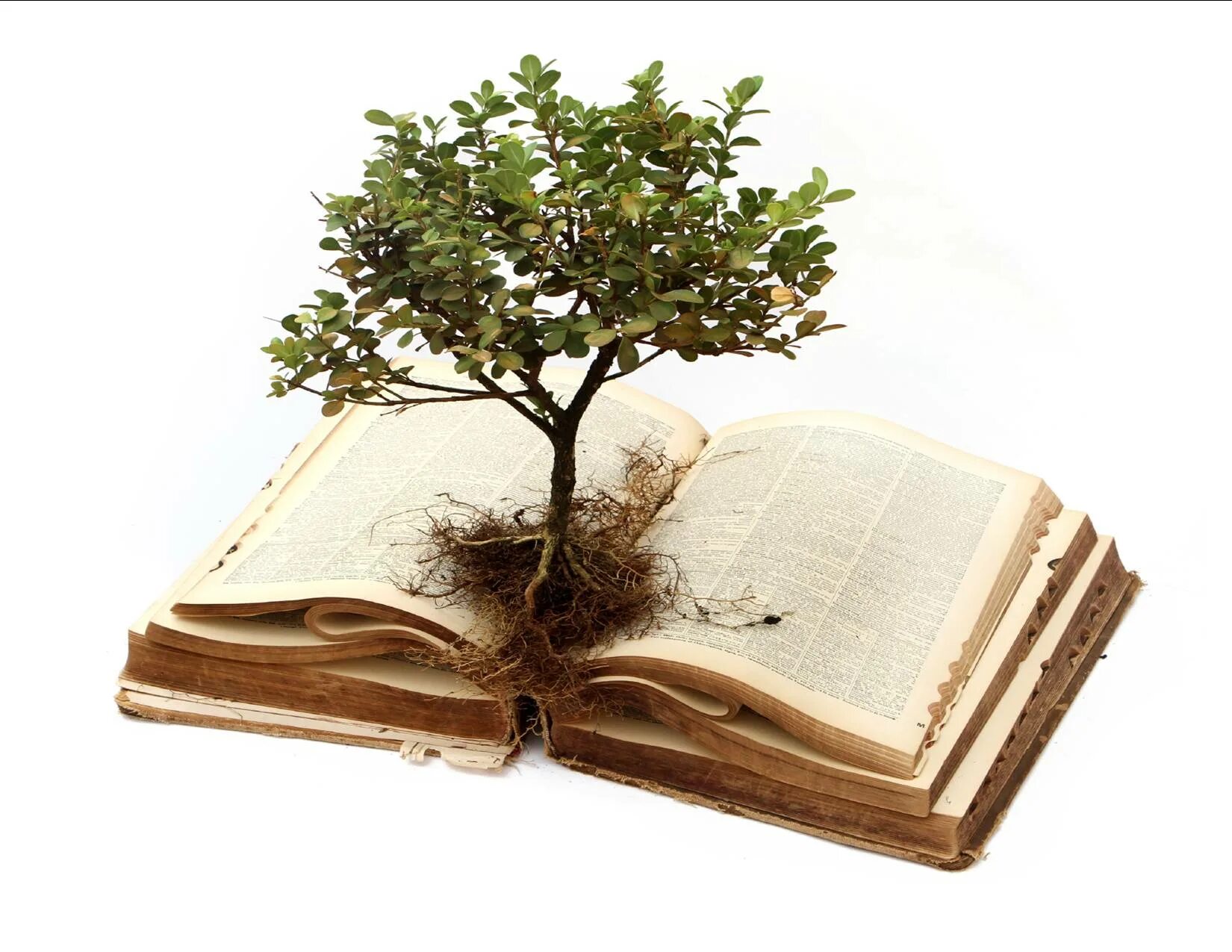 Дерево и бумага. Мудрое дерево. Дерево с книгами. Книга из дерева.