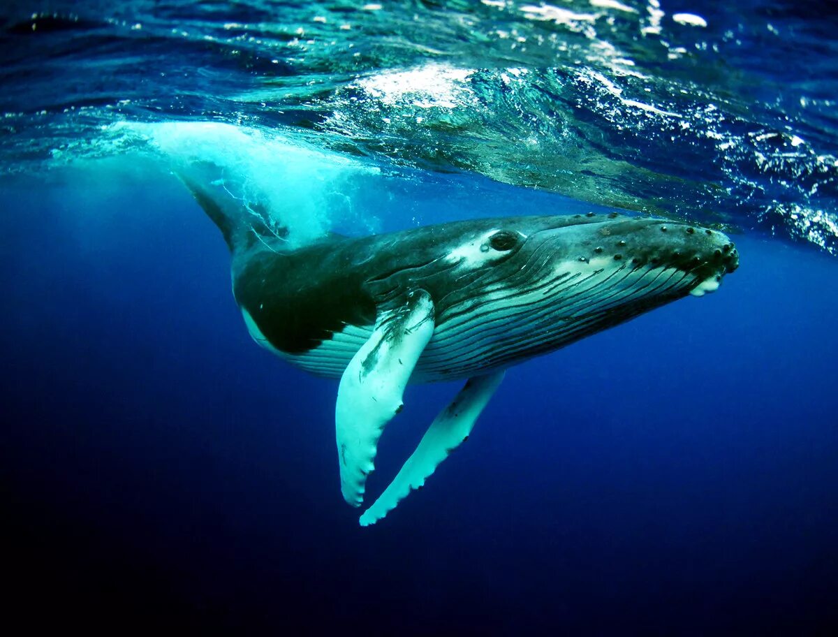 Киты водятся в море. Кит Горбач. Горбач горбатый кит. Сейвал (ивасевый кит). Синий кит Горбач.