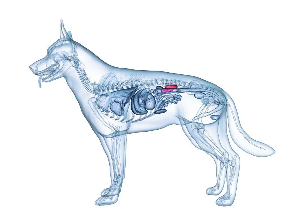 Анатомия селезенки собаки. Поджелудочная железа собаки анатомия. Увеличенная печень у собаки