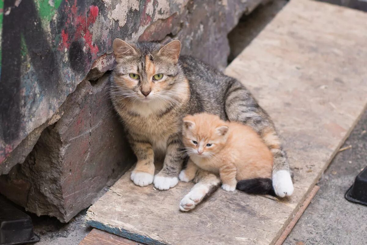Коты и кошки на улице. Бездомные котята. бездомный кот. уличные коты. бездомная кошка с котятами.