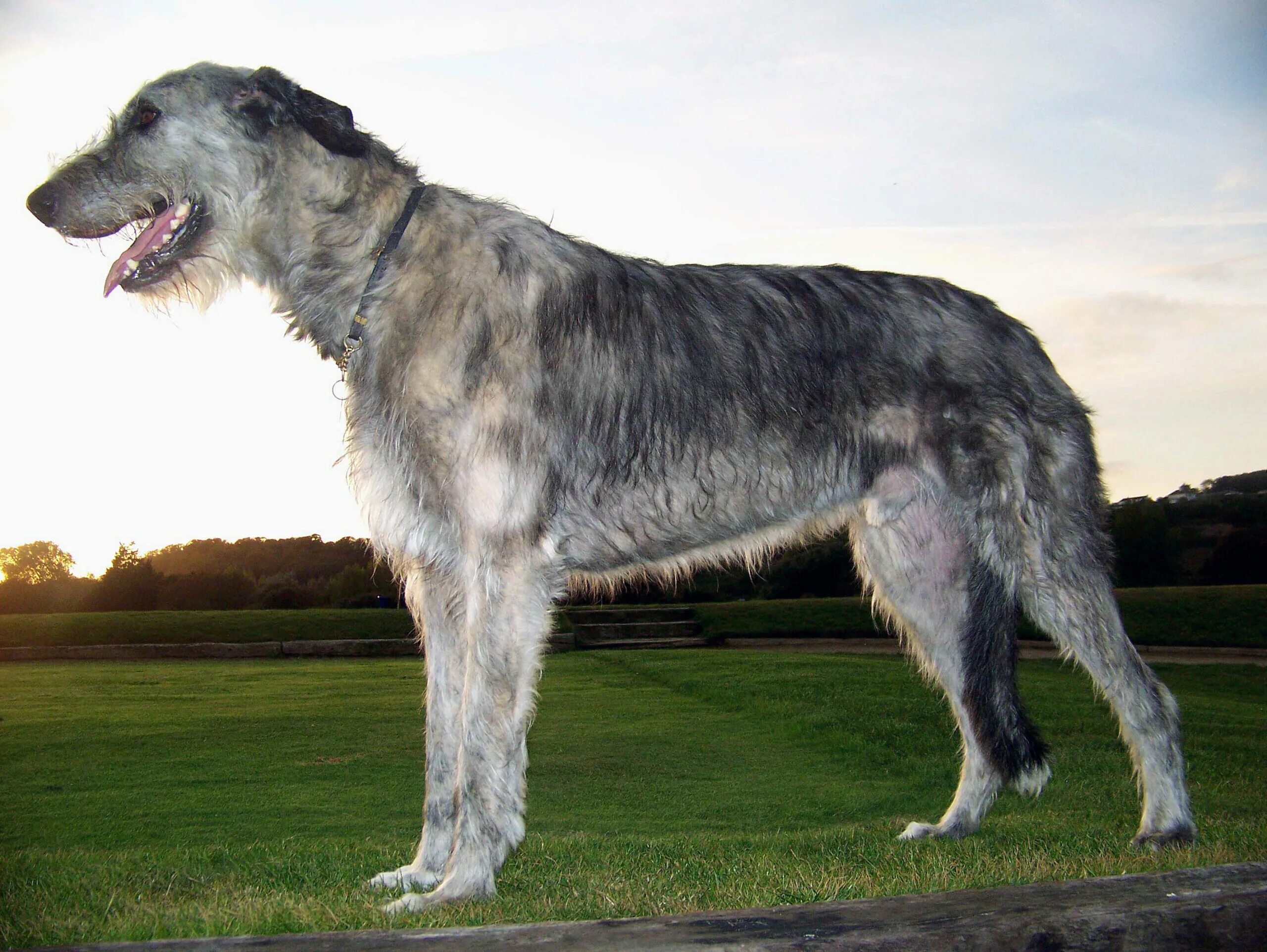 Огромная собака порода. Ирландский волкодав. Собака ирландский волкодав. Ирландский волкодав и овчарка. Ирландский волкодав и алабай.