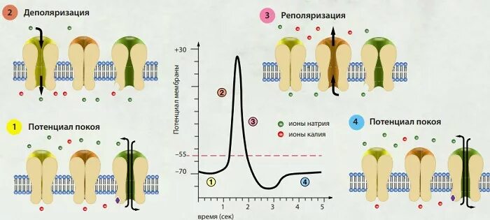 Вектор реполяризации направлен. Деполяризация плазматической мембраны это. Деполяризация сердца что это. Экг деполяризация и реполяризация. Вектор деполяризации желудочков.