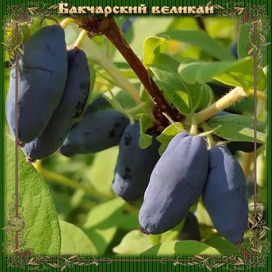 Бакчар жимолость. Жимолость съедобная бакчарский великан. жимолость бакчарский великан. жимолость бакчарский великан куст. жимолость юбилейная бакчара.