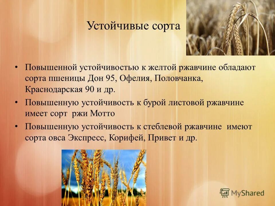 Твердые сорта пшеницы. Озимая пшеница характеристика. Таблица сортов озимой пшеницы. Стебель пшеницы. Озимая мягкая пшеница безостая 1.