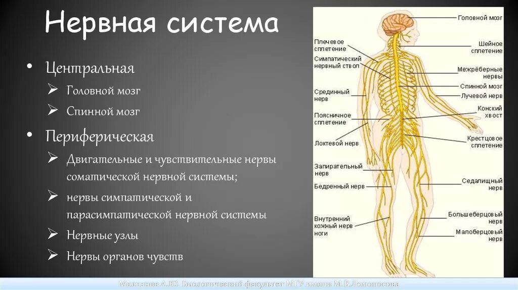 Нервная система. Нервная система человека. Нервы и нервные узлы. Нервная система человека анатомия.