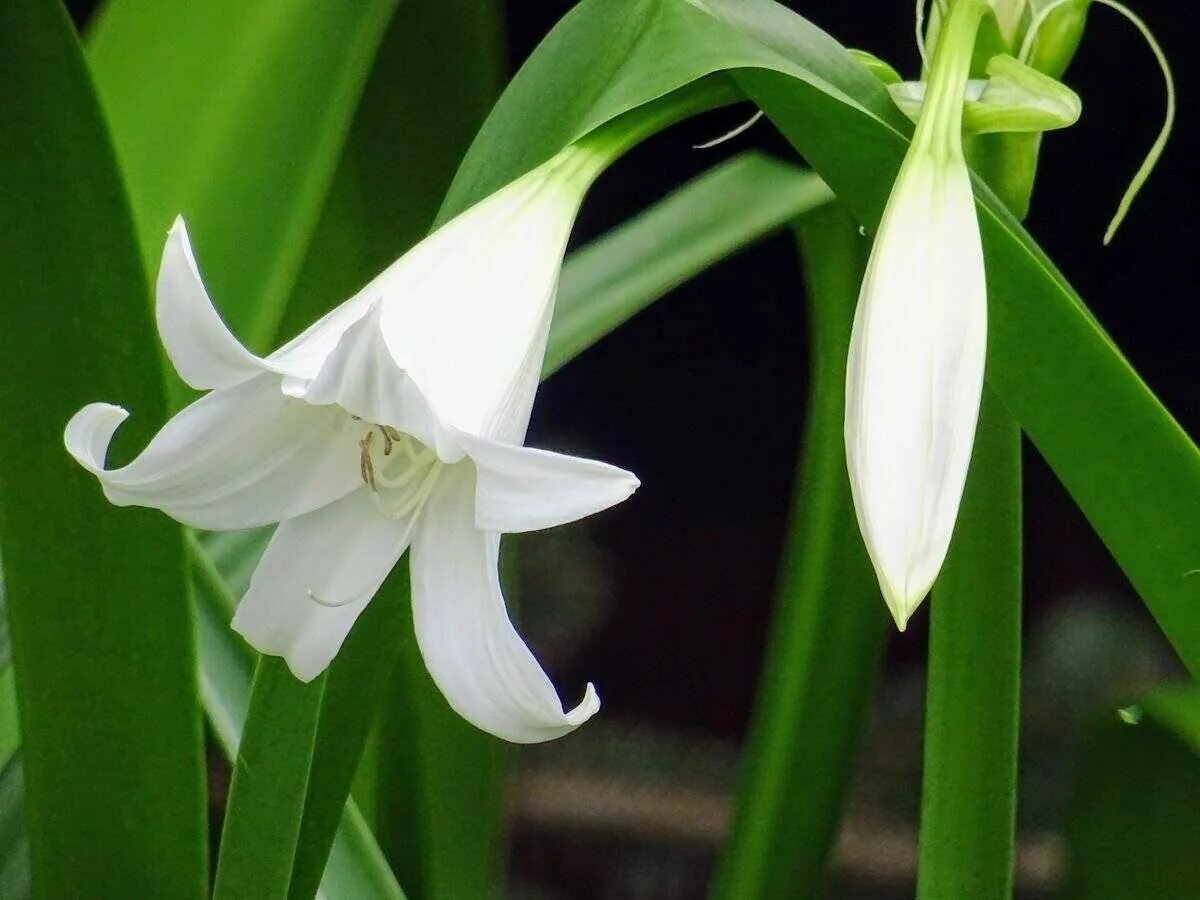 Комнатный цветок с белыми цветами название. Лилия эухарис. Эухарис Амазонская Лилия. Эухарис Сандера. Эухарис (комнатная Лилия).