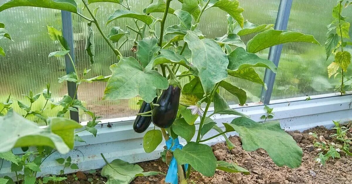 Тепличный сорт огурцов баклажан. Перец в теплице. Сажают ли баклажаны в теплице. Сажают ли баклажаны в теплице. Баклажаны в теплице.