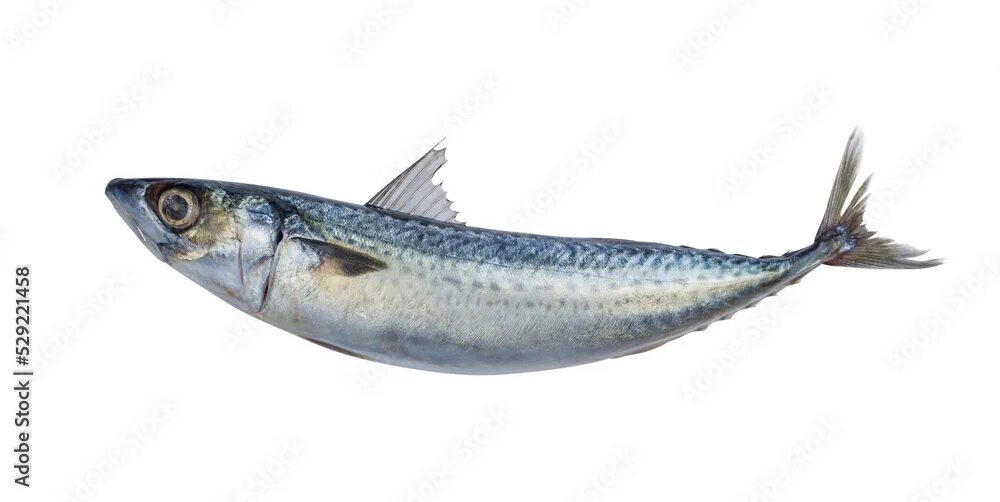 Рыба саба. Саблюка рыба. Рыба саба. Saba fish. Рыба саба.