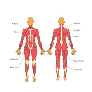 Table center body body