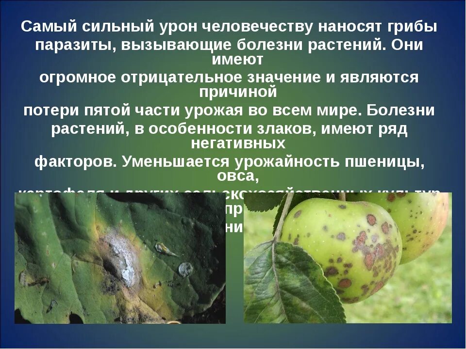 Заболевания вызываемые паразитическими грибами. Заболевания растений. грибы паразиты. грибковые заболевания растений. грибы паразиты растений.