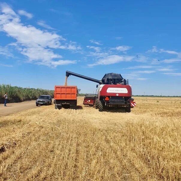 Когда начинается уборка зерновых. Агроэко таловское. Страда. Когда начинается уборка зерновых. Уборочная страда.