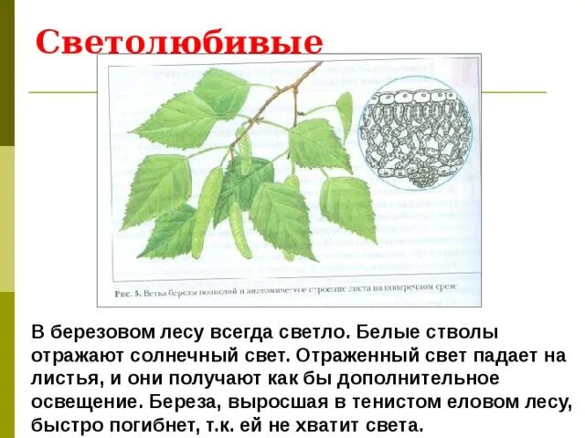 Факультативные гелиофиты (теневыносливые). Светолюбивые растения характеристика листьев. Особенности цветка. Светолюбивые растения характеристика листьев. Светолюбивые растения и тенелюбивые растения.