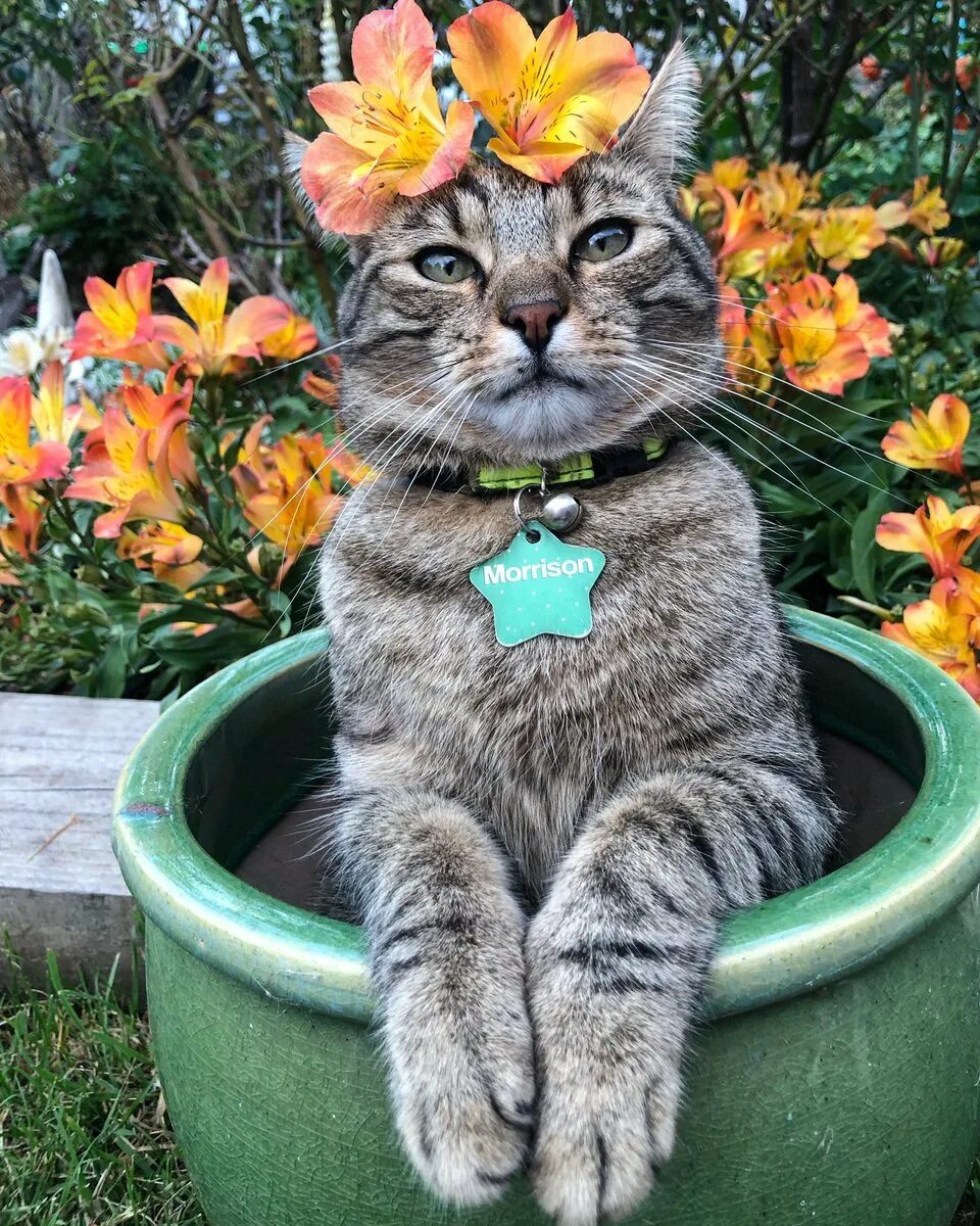 Кошка с цветами. Смешной кот. Кот с цветочком. Веселый котик. Веселые кошечки
