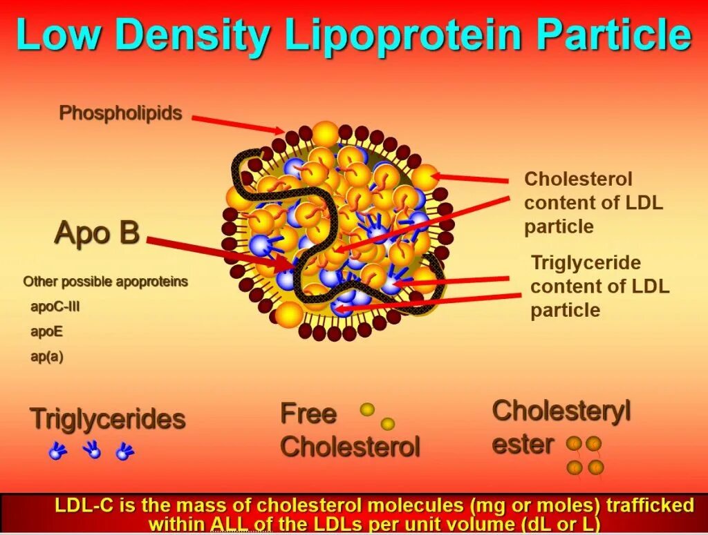 Частица p 3. Low density lipoprotein. LDL холестерин что это. Low density lipoprotein and cholesterol. LDL C В биохимии.