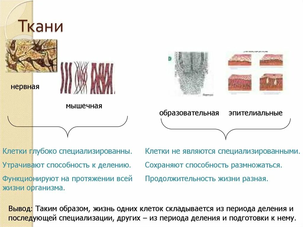 Способность клеток к делению. Ткани человека мышечная ткань таблица. Эпителиальная мышечная ткань. Мышечная и нервная ткани животных. Животные ткани эпителиальная нервная мышечная.