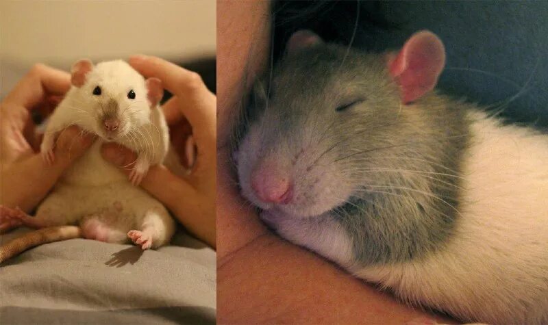 страх мышей. самые умные мыши. парк крыс эксперимент. любопытная крыса. крысы не любят запах.