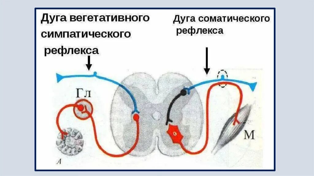 Схему строения рефлекторной дуги симпатического. Симпатическая рефлекторная дуга схема. Схема простой вегетативной рефлекторной дуги гистология. Рефлекторная дуга зрачкового рефлекса. Вегетативная симпатическая рефлекторная дуга.