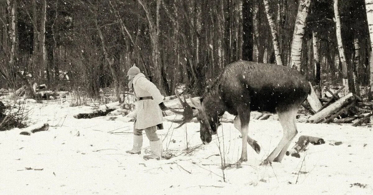 Лось ссср. Лоси в Великой Отечественной войне 1941-1945. Лоси в ВОВ 1941-1945. Лоси в кавалерии РККА. Лоси в финской войне.