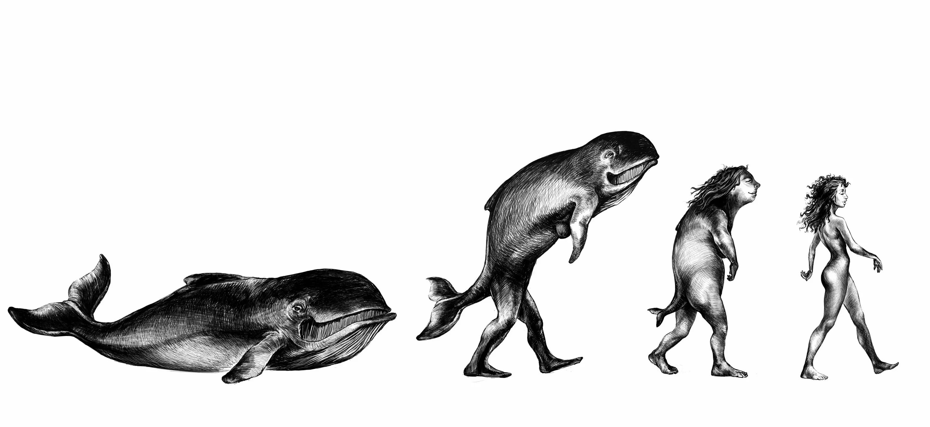 Жизнь в воде эволюция. Эволюция Дарвина биология. Предки дельфинов. Человек произошел от рыбы.