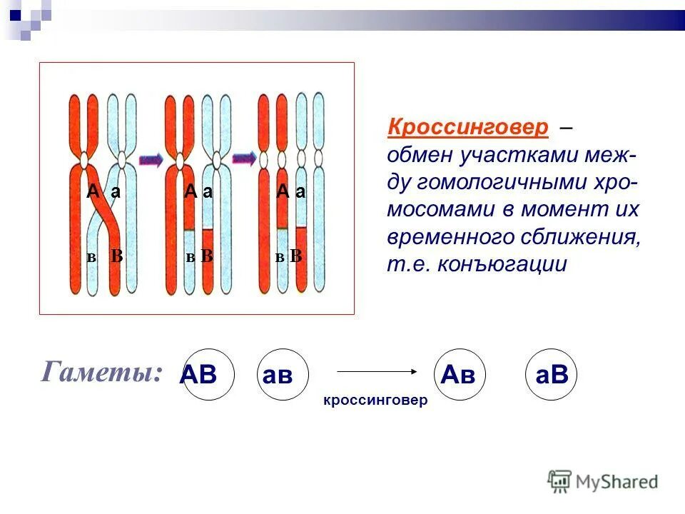 Конъюгация и кроссинговер в клетках животных происходят. Сцепленное наследование с кроссинговером. Кроссинговер (обмен участками хроматид гомологичных хромосом).. Конъюгация и кроссинговер. Кроссинговер генетика.